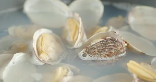 Kochen Sie die Vongole Muscheln in kochendem Wasser mit heißem Dampf.