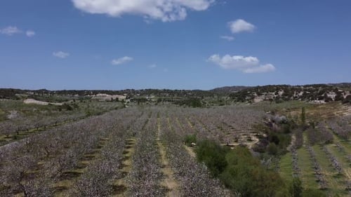 Aerial Garden