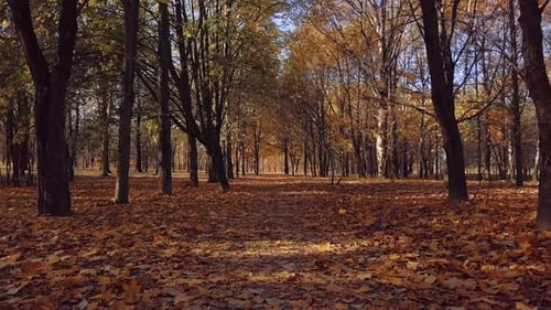 Autumn Garden in the City Park, Sunny Day.
