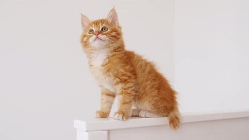 Adorable Orange Tabby Kitten Looking Up and Around