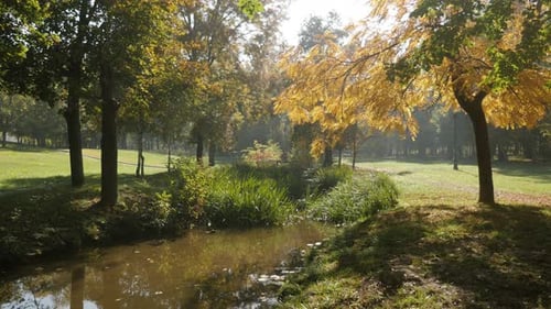 Autumn Stream in a Sunny Park Landscape