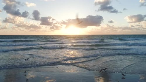 Morning Sun Tropical Beach Birds Flying