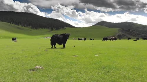 Langes schwarzhaariges Yak auf zentralasiatischen Wiesen