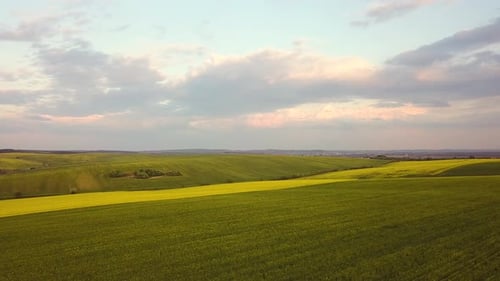 Aerial view of bright green agricultural farm field with growing rapeseed plants.