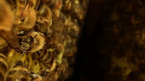Inside the Beehive with Working Honey Bees Honeycomb Wax Cells with Honey and Pollen