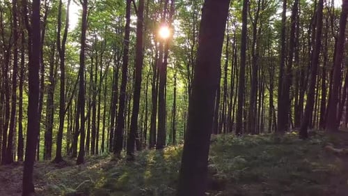 Sunny Morning in Fresh Green Forest