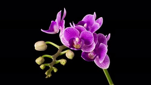 Blooming Purple Orchid Phalaenopsis Flower