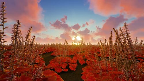 Serene Sunset Over a Lush Field of Red Plants