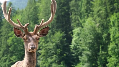 Annual deer in aviaries at a wildlife zoo in Canada.