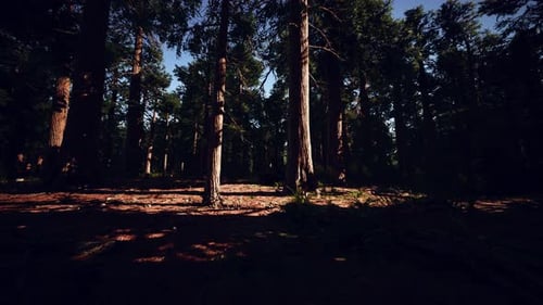 Giant Sequoias in the Sequoia National Park in California USA