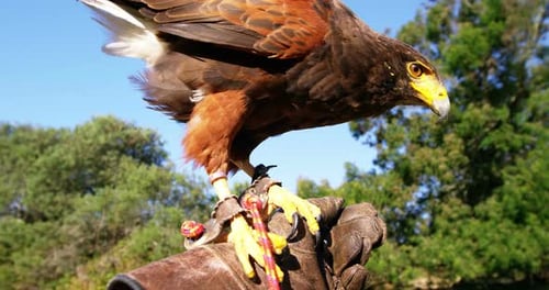 Falcon eagle perching on mans hand