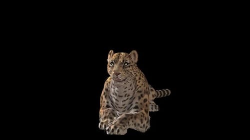 Jaguar Sit 2