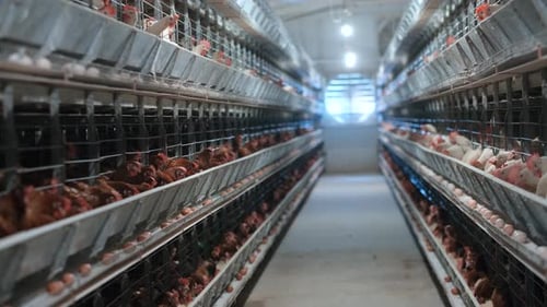 Factory Farming Of Chickens