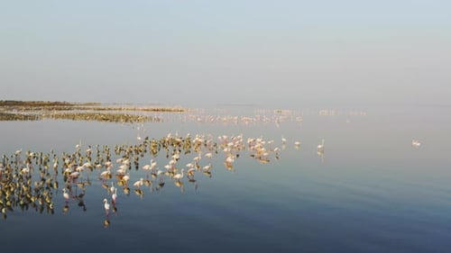 Drone Video of Pink Flamingos Standing on a Lake
