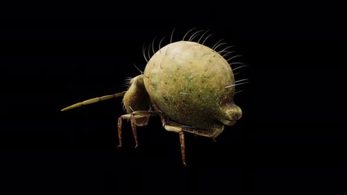 Springtail Insect Walk - 1