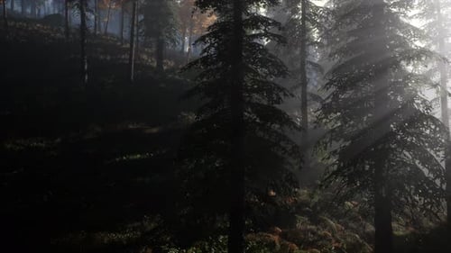 Calm Moody Forest in Misty Fog in the Morning