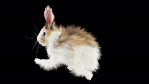 66 Rabbit Sword And Shield Run 4K