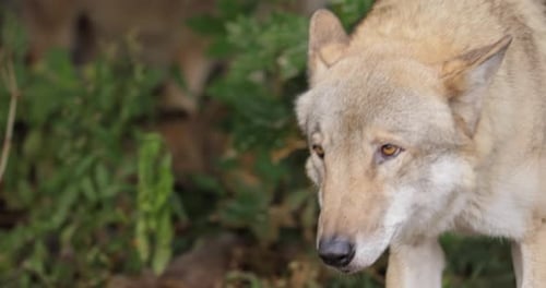 Wolf Stands Alert in Green Forest