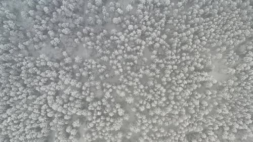 View From the Height of the Winter Forest with Snowcovered Trees in Winter