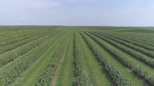 Aerial view of currant plantation