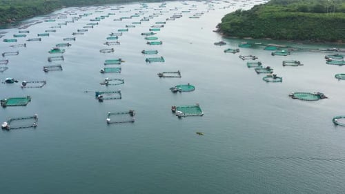 Fischfarm mit Käfigen für Fische und Garnelen auf den Philippinen, Luzon. Luftaufnahme von Fischteichen für