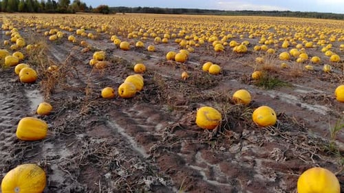 Aerial View Ripened Pumpkins Lie on Ground in Field