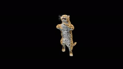 Leopard Dancing 4K