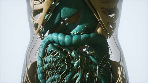 3D Animation of Human Digestive System with Nerves