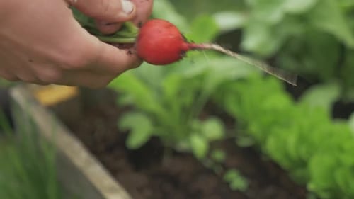 Healthy radish harvested from raised garden bed organic grown