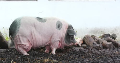 Pig in farm