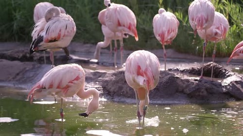 Flamingos in small pond grooming themselves
