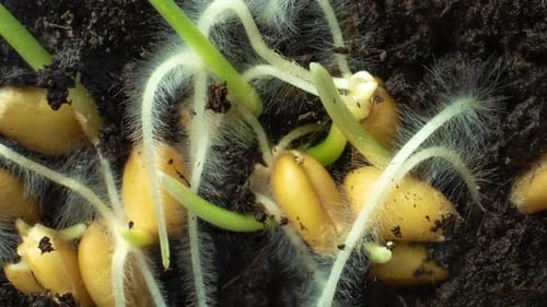 Seeds Germinating with Sprouts in Dark Soil
