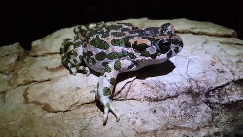 European green toad moving on a rock