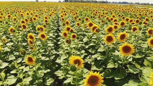 Sunflowers Grow in the Field
