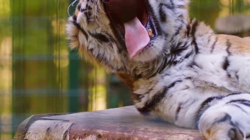 Tiger Relaxing and Yawning in Natural Habitat
