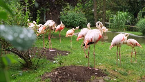 Flamingos Standing near Pond on Grassy Lawn