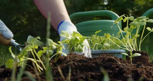 Farmer Woman Planting Sprouts of Cucumber Seedlings on the Farm