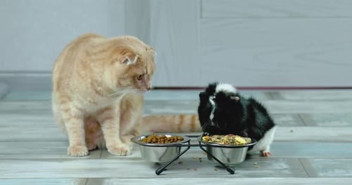 The cat look at a guinea pig, Domestic pet feeding cavy