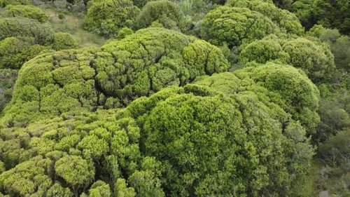 Aerial Top View Of Summer Green Trees In Wild Forest, California
