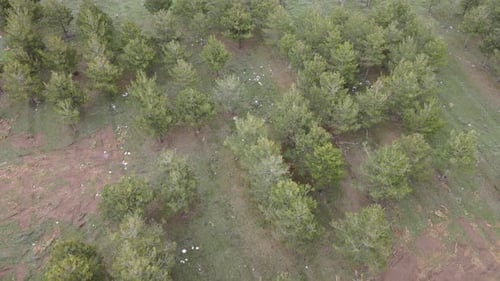Aerial View of Coniferous Trees in a Grassy Landscape