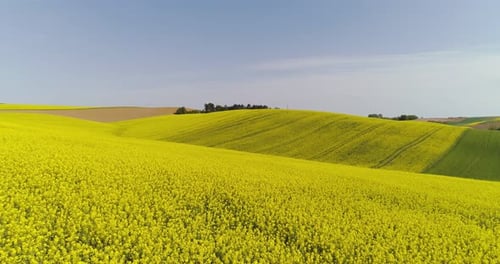 Vista panorámica del campo de canola contra el cielo