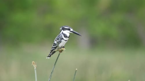 Pied Kingfisher Perched on a Plant in Nature