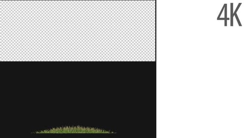 Hairy Grass Growing On Alpha