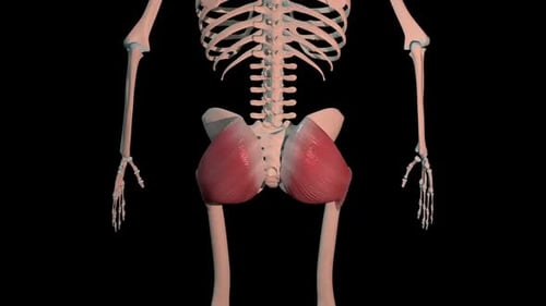 Gluteus Maximus Muscles Full Roration Loop
