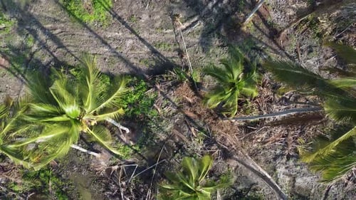 Bird eye view coconut tree