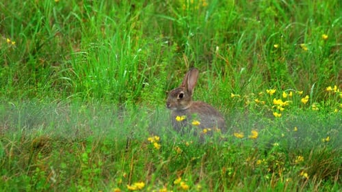 Hare in Green Grass, a Rain Shower