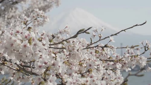 Blooming Cherry Blossoms with Snow-Capped Mountain Backdrop