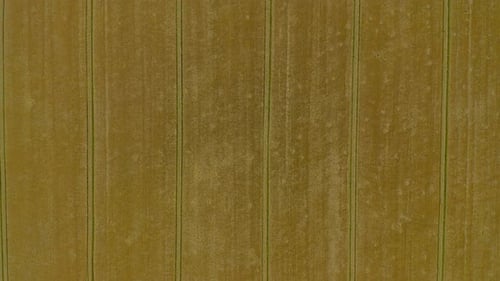 Flying Over the Yellow Wheat Field, Agricultural Industry. Natural Texture Background in Motion