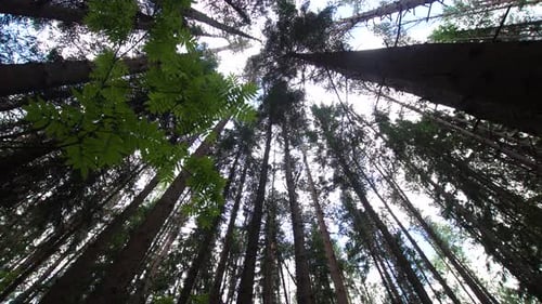 Crowns of Trees in the Forest