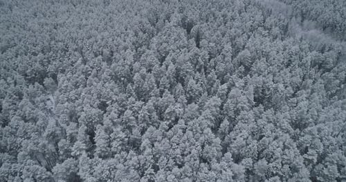Winter Landscape Forest
